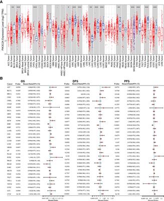 PIK3C2A is a prognostic biomarker that is linked to immune infiltrates in kidney renal clear cell carcinoma